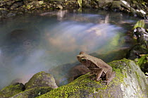 Leaf Litter Toad (Bufo typhonius) near river, Gamboa, Panama