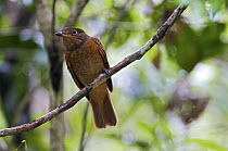 Speckled Mourner (Laniocera rufescens) perched on a branch, Soberania National Park, Panama