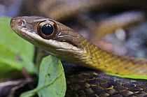 South American Forest Racer (Dendrophidion percarinatus) snake, central Panama