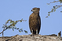 Brown Snake-Eagle (Circaetus cinereus), Makgadikgadi, Botswana