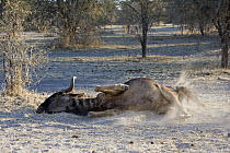 Blue Wildebeest (Connochaetes taurinus) dust bathing, Makgadikgadi, Botswana