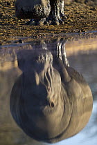 Hippopotamus (Hippopotamus amphibius) reflection, Makgadikgadi, Botswana