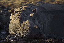 Hippopotamus (Hippopotamus amphibius) wallowing in mud, Makgadikgadi, Botswana