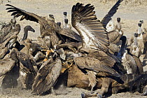 White-backed Vulture (Gyps africanus) group feeding on Blue Wildebeest (Connochaetes taurinus) carcass, Makgadikgadi, Botswana
