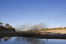 Red-billed Quelea (Quelea quelea) flock flying over waterhole, Makgadikgadi, Botswana