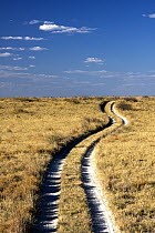 Dirt track through the grassy plains, Makgadikgadi, Botswana