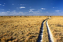 Dirt track through the grassy plains, Makgadikgadi, Botswana