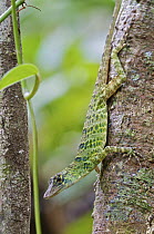 Giant Green Anole (Anolis frenatus) female, central Panama