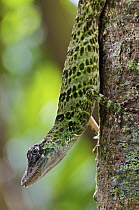 Giant Green Anole (Anolis frenatus) female, central Panama