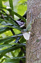 Giant Green Anole (Anolis frenatus) large male displaying dewlap, central Panama