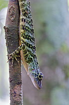 Giant Green Anole (Anolis frenatus) male, central Panama