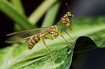 Mantisfly (Climaciella sp) on leaf, central Panama