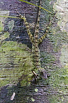 Giant Green Anole (Anolis frenatus) female on tree trunk, central Panama