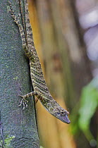 Giant Green Anole (Anolis frenatus) young male being bitten by mosquito, central Panama