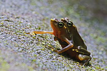 Sapo Limosa (Atelopus limosus) toad pair in amplexus being bitten by midges, central Panama