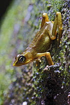 Sapo Limosa (Atelopus limosus) toad male, central Panama