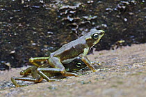 Sapo Limosa (Atelopus limosus) toad males fighting, central Panama