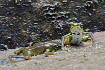 Sapo Limosa (Atelopus limosus) encounter between male toads, loser pressing abdomen against substrate, central Panama