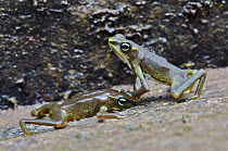 Sapo Limosa (Atelopus limosus) encounter between male toads, loser pressing abdomen against substrate, central Panama