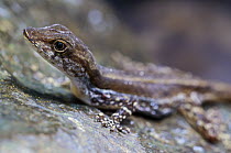 Dappled Anole (Norops poecilopus) female on rock, central Panama
