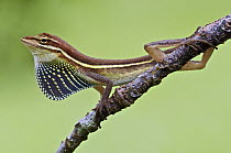 Grass Anole (Norops auratus) male displaying dewlap, central Panama