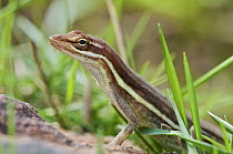 Grass Anole (Norops auratus) female, central Panama
