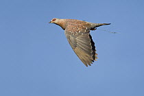 Speckled Pigeon (Columba guinea) carrying nesting material, Gaborone Game Reserve, Botswana