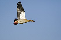 Egyptian Goose (Alopochen aegyptiacus) flying, Gaborone Game Reserve, Botswana