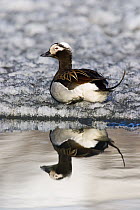 Long-tailed Duck (Clangula hyemalis) male on the ice, Svalbard, Norway