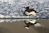 Long-tailed Duck (Clangula hyemalis) male on the ice, Svalbard, Norway
