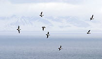 Little Auk (Alle alle) flock flying, Svalbard, Norway