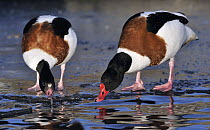 Common Shelduck (Tadorna tadorna) pair standing on the ice and drinking, Friesland, Netherlands