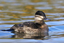 Ruddy Duck (Oxyura jamaicensis) female on the water, Friesland, Netherlands
