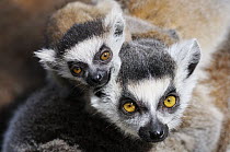 Ring-tailed Lemur (Lemur catta) mother with young, Netherlands