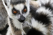 Ring-tailed Lemur (Lemur catta) looking at camera, Netherlands