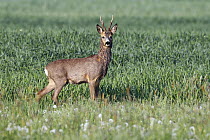 Western Roe Deer (Capreolus capreolus) male standing on farmland, Poland