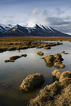 Arctic tundra with shallow pond and mountains, Adventdalen, Svalbard, Norway