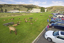American Elk (Cervus elaphus nelsoni) females and calves resting near park headquarters with tourists, Yellowstone National Park, Wyoming