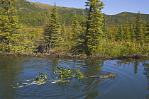 American Beaver (Castor canadensis) swimming in pond, dragging branch, Denali National Park, Alaska