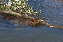 American Beaver (Castor canadensis) swimming with large cut log, Denali National Park, Alaska
