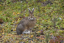 Snowshoe Hare (Lepus americanus), Denali National Park, Alaska