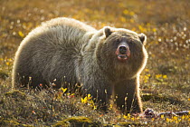 Grizzly Bear (Ursus arctos horribilis) female guarding caribou meat, Richardson Mountains, Dempster Highway, Yukon, Canada