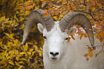Dall's Sheep (Ovis dalli) ram, Denali National Park, Alaska