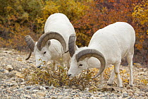 Dall's Sheep (Ovis dalli) rams feeding together on golden willow leaves, Denali National Park, Alaska