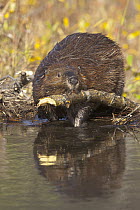 American Beaver (Castor canadensis) hauling cut branch to pond, Denali National Park, Alaska