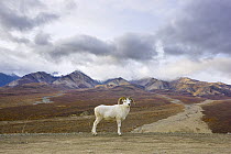 Dall's Sheep (Ovis dalli) ram along road, Denali National Park, Alaska