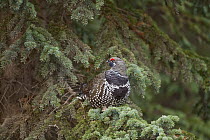 Spruce Grouse (Falcipennis canadensis) cock in spruce tree, Denali National Park, Alaska