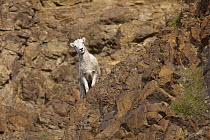 Dall's Sheep (Ovis dalli) female standing in rocky cliff, Denali National Park, Alaska