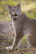 Canada Lynx (Lynx canadensis), Denali National Park, Alaska
