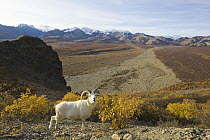 Dall's Sheep (Ovis dalli) ram on fall tundra, Denali National Park, Alaska